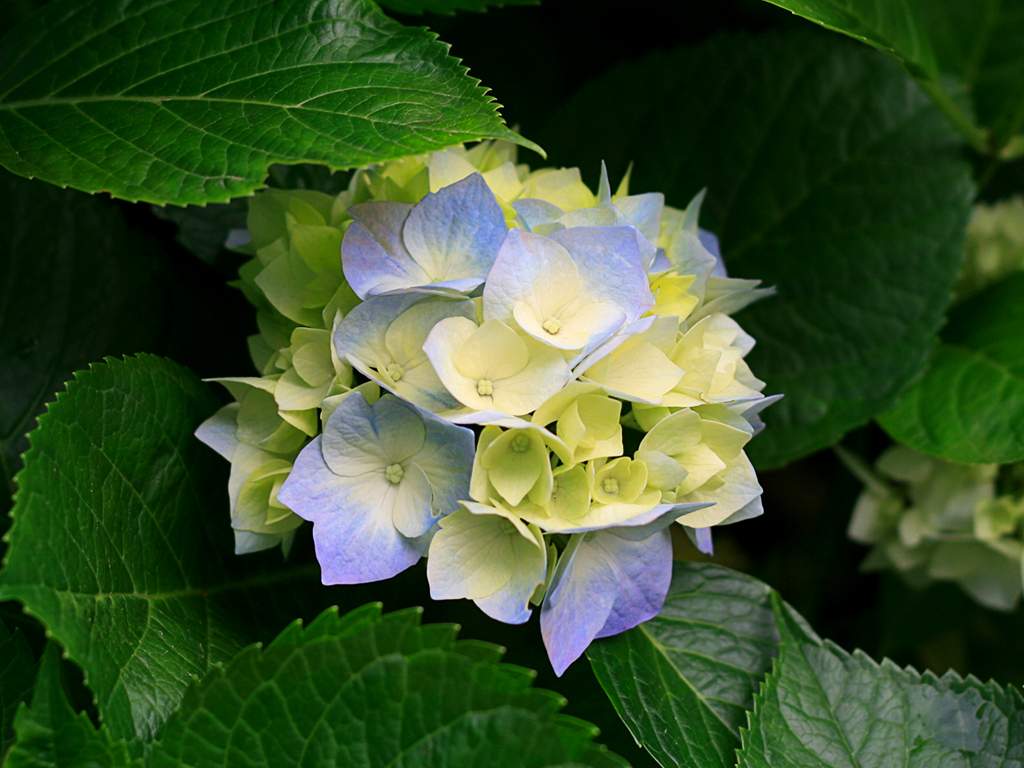 hydrangeas perennials biennials annual flowers