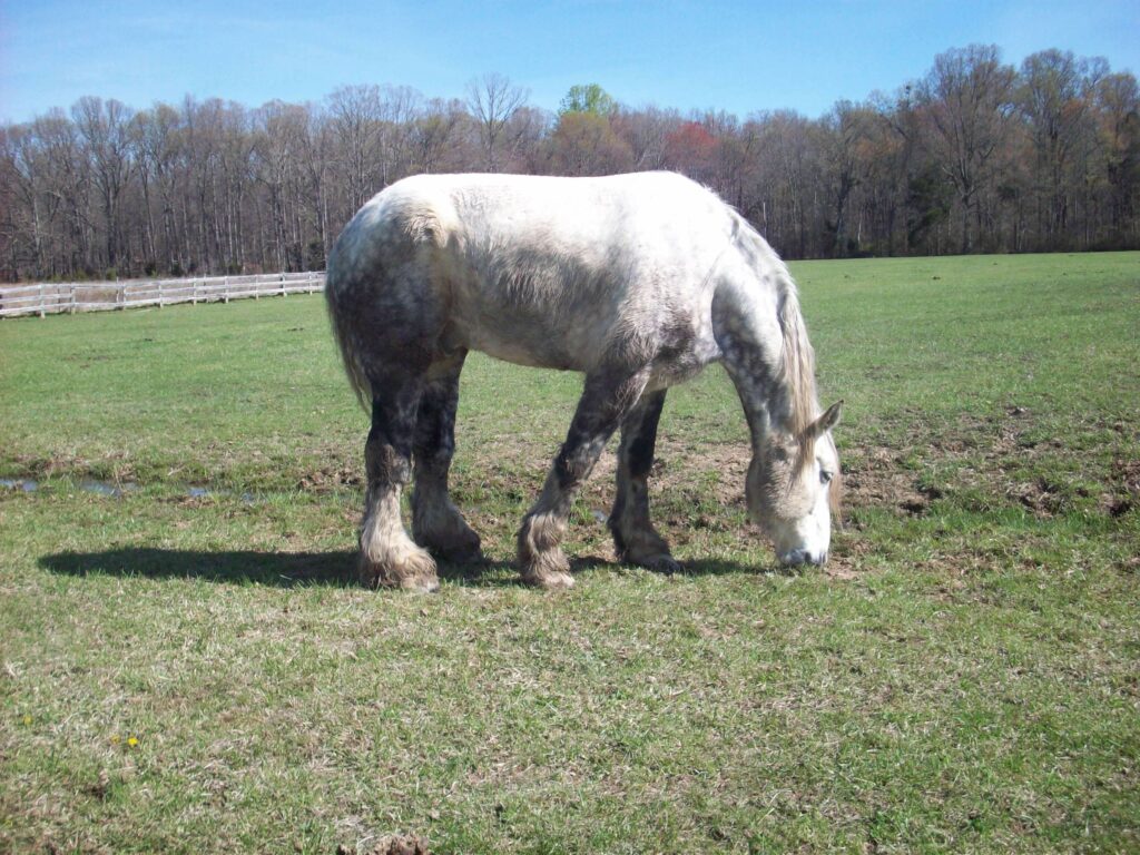 Big brother pony