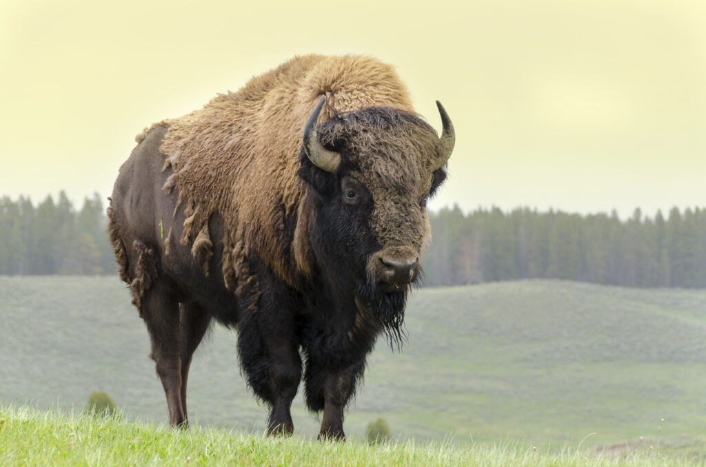 american bison buffalo