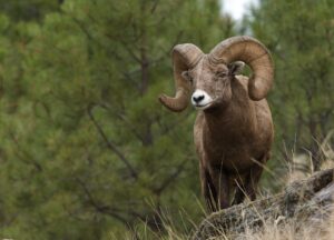 Bighorn Sheep