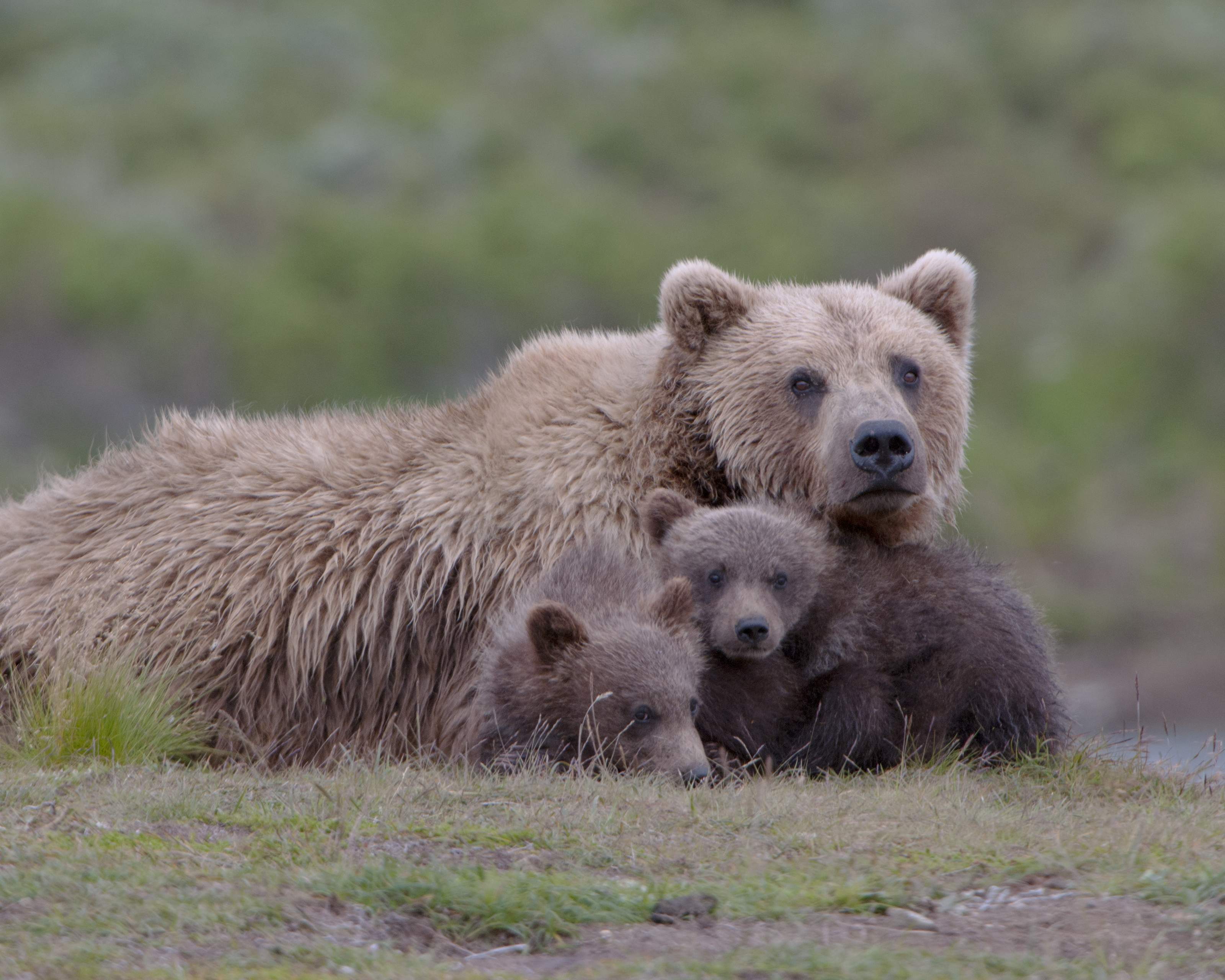 grizzly bears