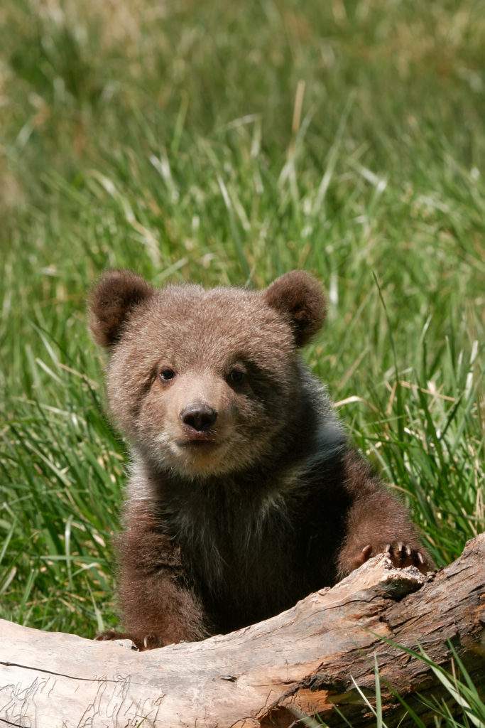 new baby bear