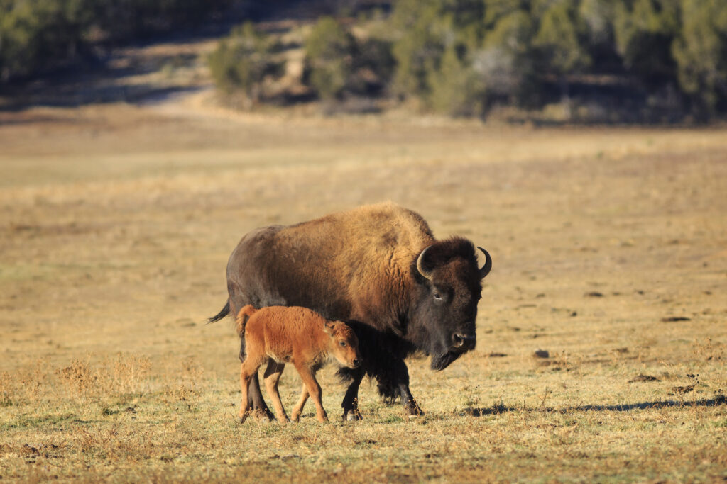 American Bison Buffalo