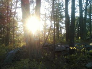 Ravens Wood Forest