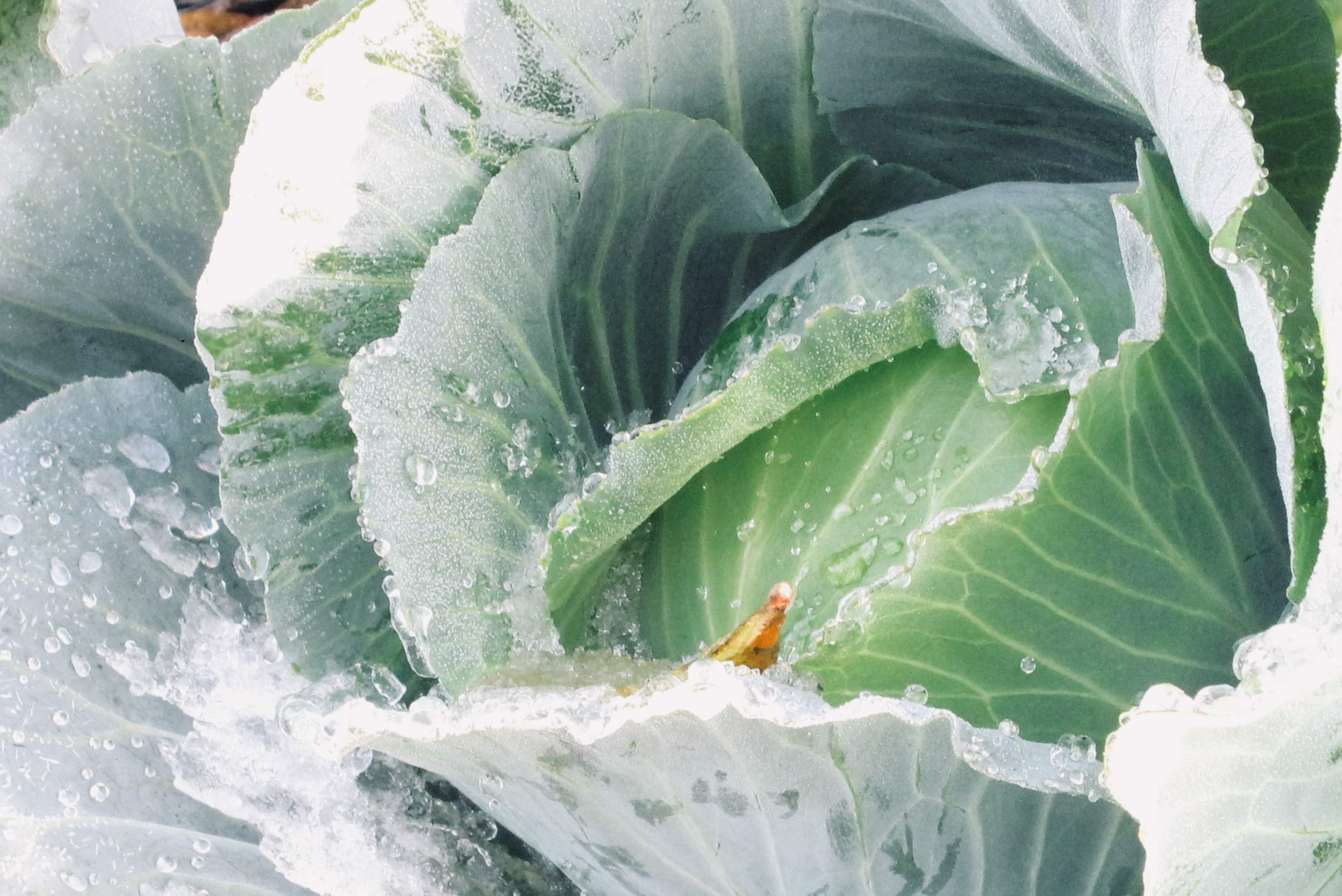 green cabbage head sarah lacey vigue meredibly